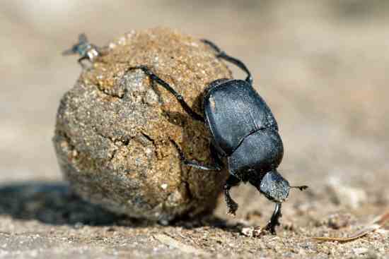 
Though the dung beetle’s work might seem like a crappy job to us, in the beetle’s world, this labor-intensive ball is soon to become a nursery.
